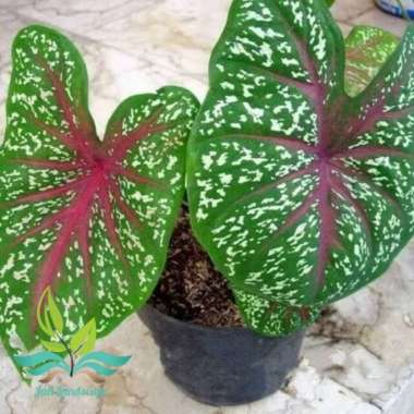 Tanaman hias caladium redstar keladi --