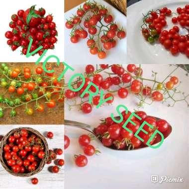Victory Seed 5 Biji Benih Bibit Seed Seeds Tomat Ceri Anggur Merah Tanaman