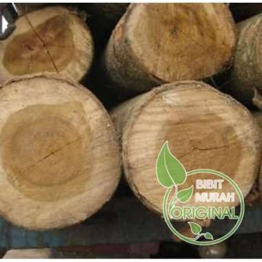 pohon akasia paket 10 bibit