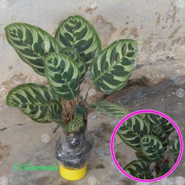 Tanaman Calathea Makoyana