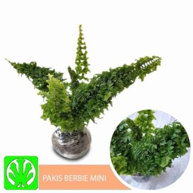Tanaman Hias Pakis Berbie Mini