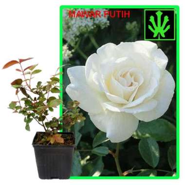 Tanaman Mawar Putih