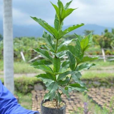 Tanaman Allamanda Williamsii