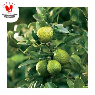 Bibit Buah Jeruk Purut - Ukuran 40cm