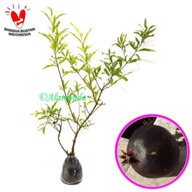 Bibit Buah Delima Hitam - Ukuran 40cm