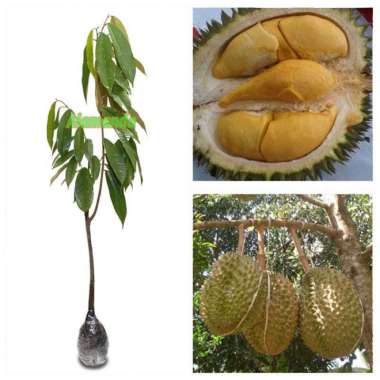 Tanaman Durian Bawor