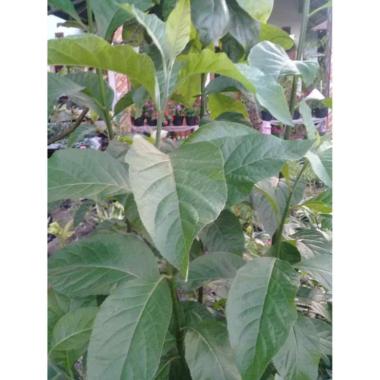 distributor pohon bibit daun afrika