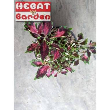 miana pink scarlet LANGKA - tanaman hias unik