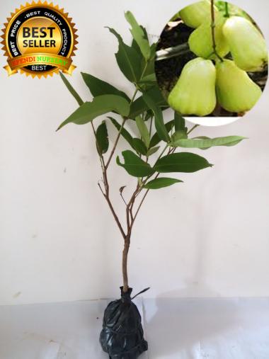 Bibit Tanaman Jambu Madu Deli Hijau