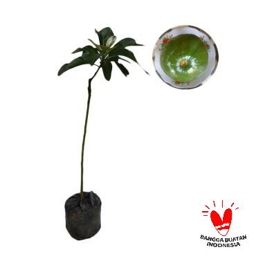 KebunBibitBuah.com Alpukat Jumbo Bibit Tanaman