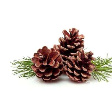 Bunga Pinus Salju Mekar Kembang Biji Pinus Hiasan Bunga Kering Dekorasi Rumah Pine Tree Cone Pinus P