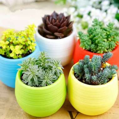 PAKET POT BOLA MINI PLASTIK TANAMAN HIAS KAKTUS SUKULEN DEKORASI TAMAN HIASAN RUANGAN TANAMAN SEGAR 