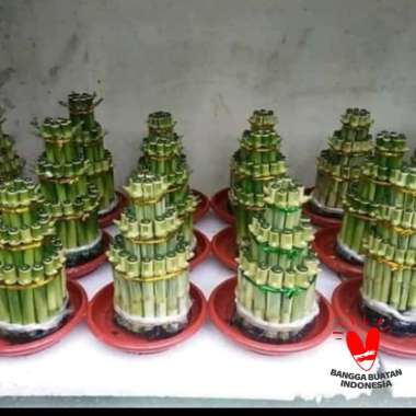 1 IKAT TANAMAN HIAS BAMBU HOKI MINI LUCKY BAMBOO TANAMAN AIR SRI REJEKI BAMBU MINI TINGKAT 3 HIASAN 