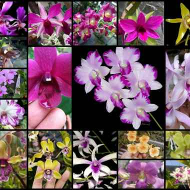 Seedling Pra Remaja Dendrobium Hybrid Bunga Bulat anggrek dendro kupu kupu bibit sedling sleding tan