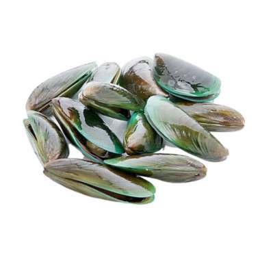 Kerang hijau hidup