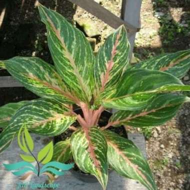 Tanaman Hias Aglonema Buterfly- Tanaman Hias Aglonema --