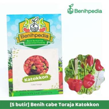 Bebihpedia Benih Cabe Cabai Toraja KATOKKON