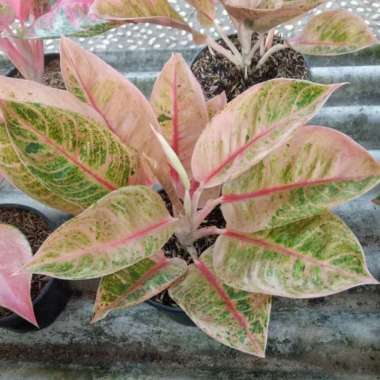 Bonggolan Aglonema Little Lemon Mutasi