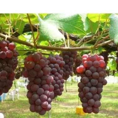 Bibit anggur rumba grafting