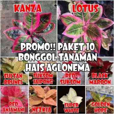 PROMO!!Paket 10 BONGGOL AGLONEMA/BERMACAM AGLONEMA