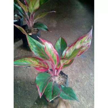 PROMO COD !!! Tanaman hias aglonema lipstik Hijau