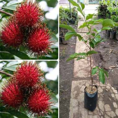 Azzahra berkah bibitku Rambutan Binjai Bibit Tanaman Seluruh Indonesia