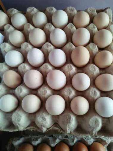 PCR Telur Ayam Kampung Ada Paceknya