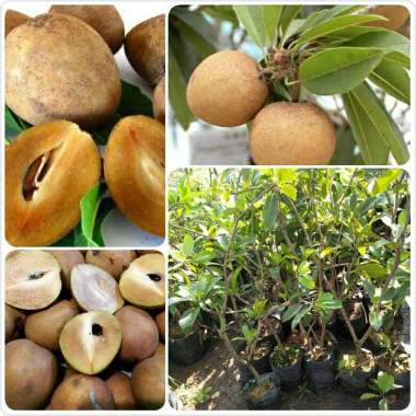 bibit sawo madu Indonesia