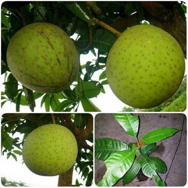 bibit mangga pakel Indonesia
