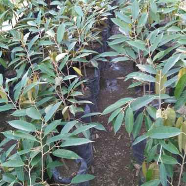 Bibit Tanaman Buah Durian Montong Super Unggul