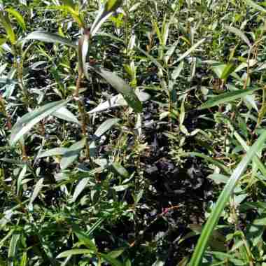 Bibit Tanaman Kayu Putih