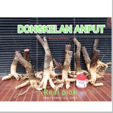 bahan bonsai dongkelan anting putri sedang
