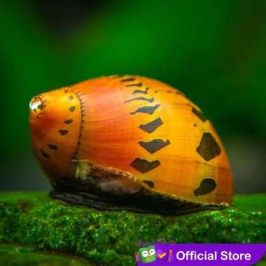 Keong Bawang / Onion Snail / Keong Aquascape
