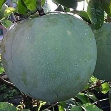 Bibit Tanaman Buah Mangga Kelapa Aneka Bibit