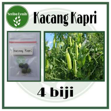 4 Benih Kacang Kapri Taichung No 11 - Bibit Repack [ Seribu ]