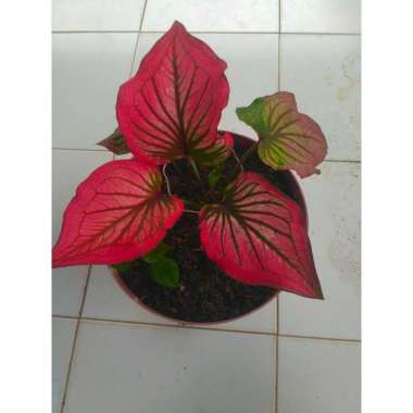 CALADIUM RED INFINITY Infinity Dewasa