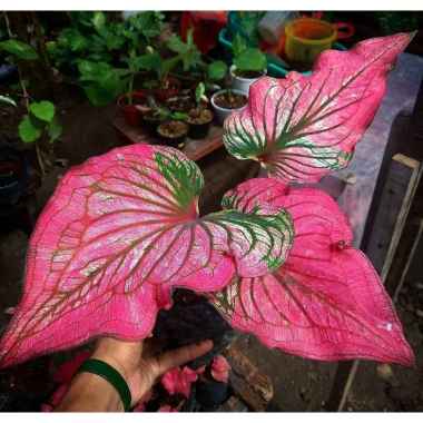 CALADIUM RED INFINITY Infinity Remaja