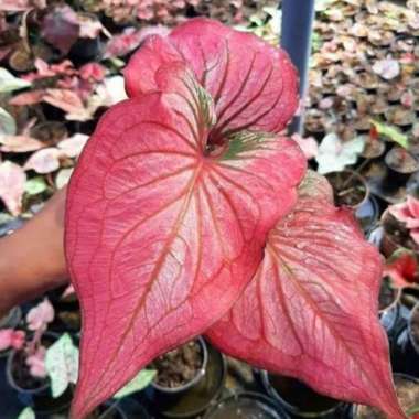 CALADIUM RED INFINITY Infinity Anakan