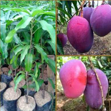 Bibit Tanaman Mangga Terbaru Di Kategori Kreasiku Blibli Com