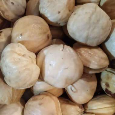 JENGKOL JEPARA SUPER JENGKOL JEPARA SUPER / SAYURAN SEGAR 1.0kg