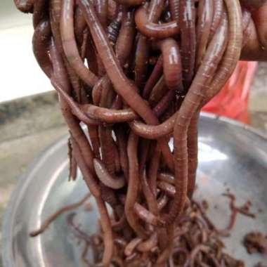 OEM Cacing Kalung 250 Gram M