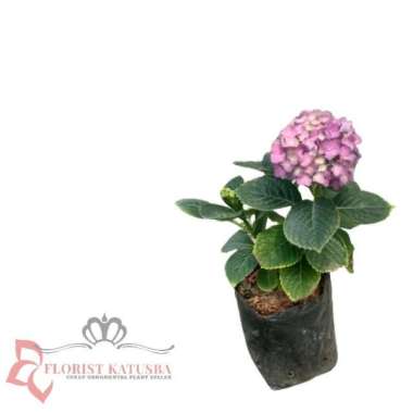Tanaman Hias Bunga Hortensia Ungu Import