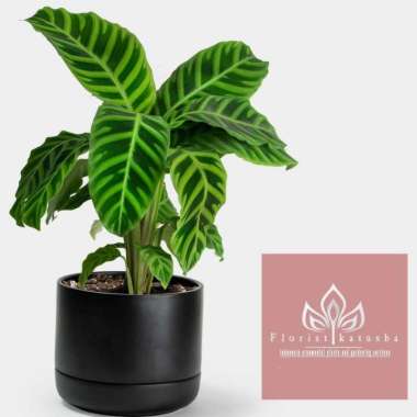 Calathea Zebrina