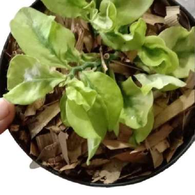 Tanaman Patah Tulang