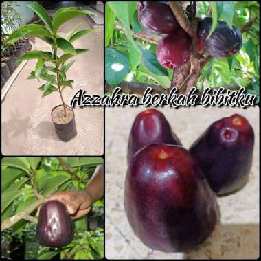 Azzahra berkah bibitku bibit tanaman buah jambu jamaika hitam Indonesia