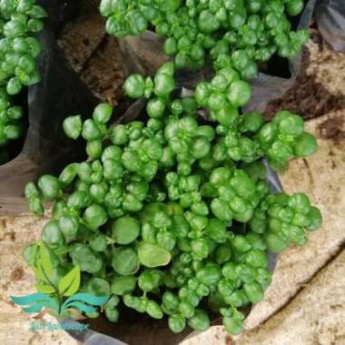 tanaman hias krokot curly - krokot keriting - krokot moss --