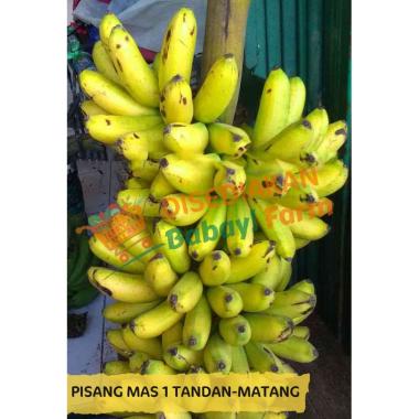 Pisang Mas 1 Sisir