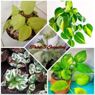 Paket 5 Tanaman Hias Srigading - Tanaman Hias Gantung -