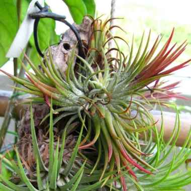 Tanaman Tillandsia Ionantha Mexico