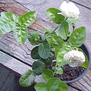 Bibit Bunga Melati Tuscany